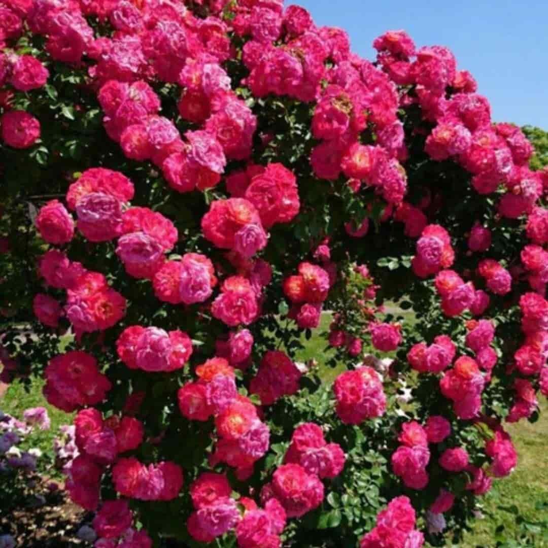 Elegant Climbing Rose Flower Seeds !!!