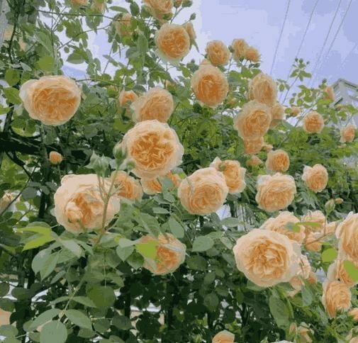 Elegant Climbing Rose Flower Seeds !!!